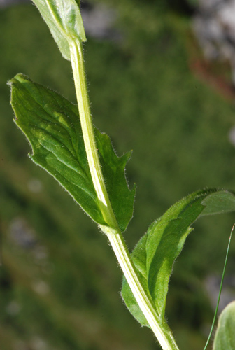 Doronicum clusii / Doronico di Clusio