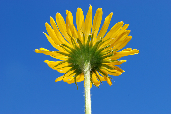 Doronicum clusii / Doronico di Clusio