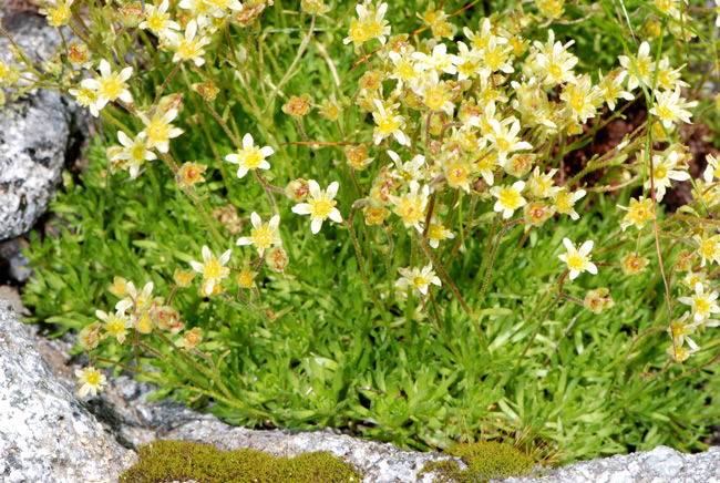 Saxifraga exarata / Sassifraga muschiata