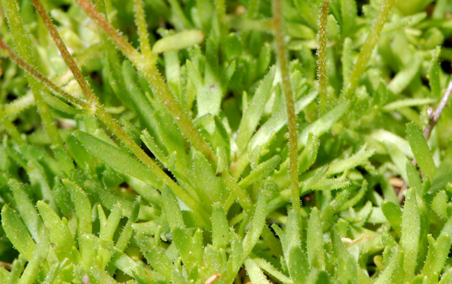 Saxifraga exarata / Sassifraga muschiata