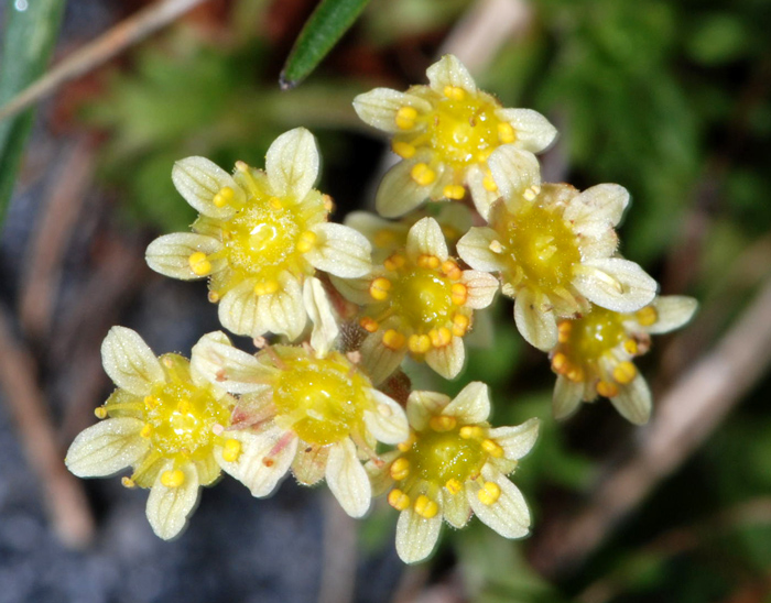 Saxifraga exarata / Sassifraga muschiata