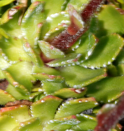 Saxifraga paniculata / Sassifraga alpina