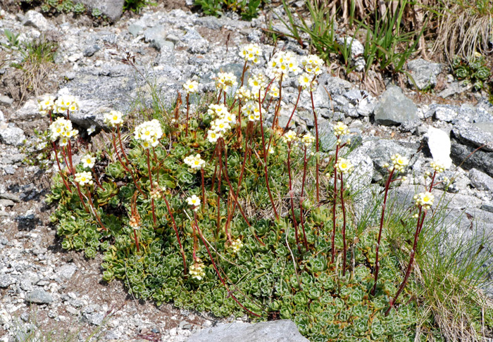 Saxifraga paniculata / Sassifraga alpina