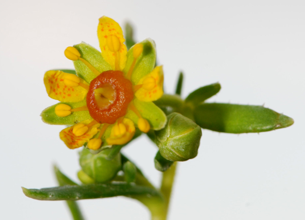 Saxifraga aizoides / Sassifraga gialla, s. autunnale