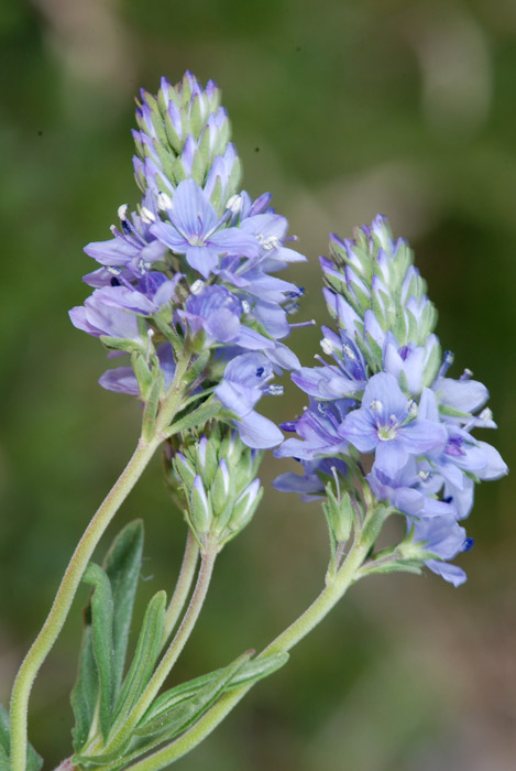 da determinare: Veronica sp.