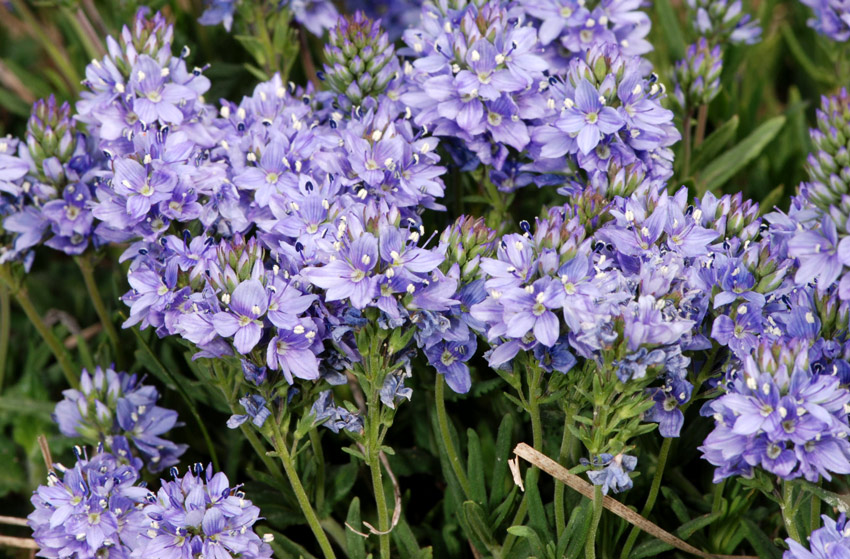 da determinare: Veronica sp.