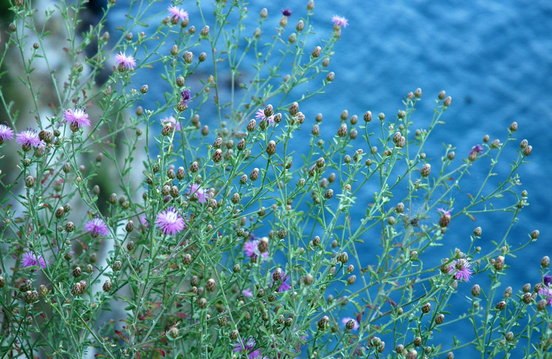 Centaurea aplolepa subsp. aplolepa / Fiordaliso tirreno