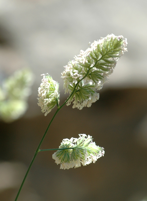 Dactylis glomerata subsp. glomerata