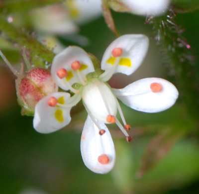 Micranthes engleri (=Saxifraga stellaris) / Sassifraga stellata