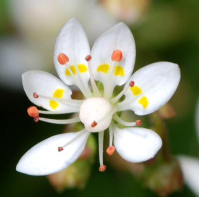 Micranthes engleri (=Saxifraga stellaris) / Sassifraga stellata