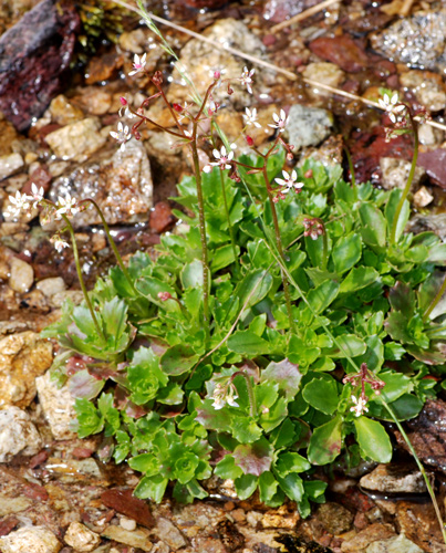 Micranthes engleri (=Saxifraga stellaris) / Sassifraga stellata