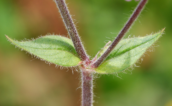 Silene dioica / Silene dioica