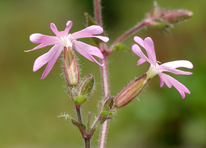 Silene dioica / Silene dioica