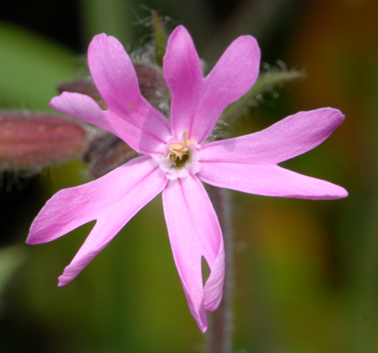 Silene dioica / Silene dioica