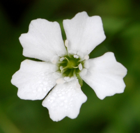 Silene pusilla / Silene piccola