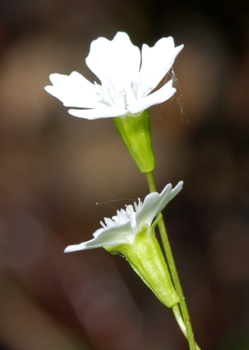 Silene pusilla / Silene piccola
