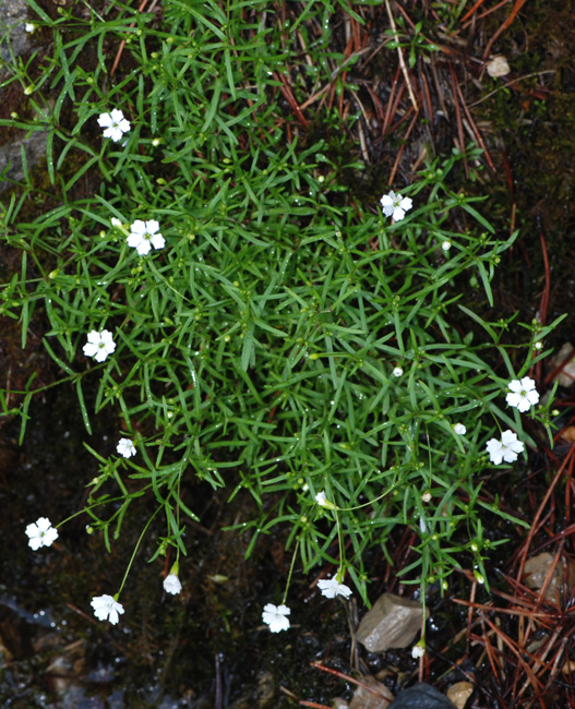 Silene pusilla / Silene piccola