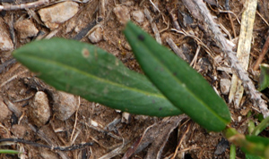 Bistorta vivipara (=Polygonum viviparum) / Poligono viviparo