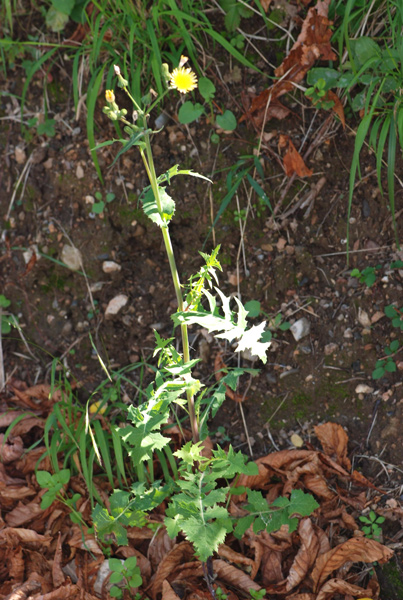Sonchus oleraceus / Crespigno