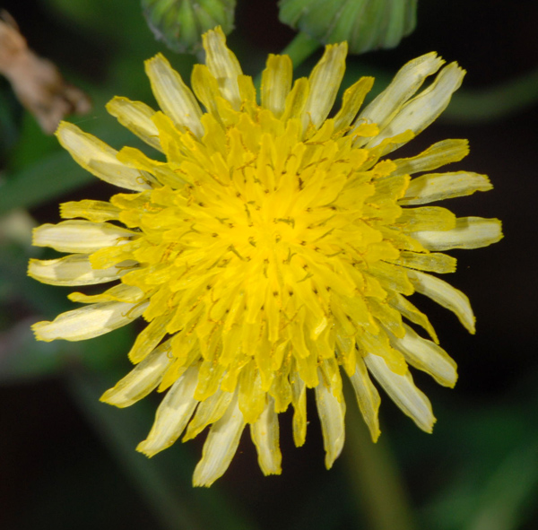 Sonchus oleraceus / Crespigno