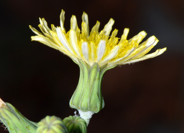 Sonchus oleraceus / Crespigno