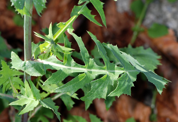 Sonchus oleraceus / Crespigno