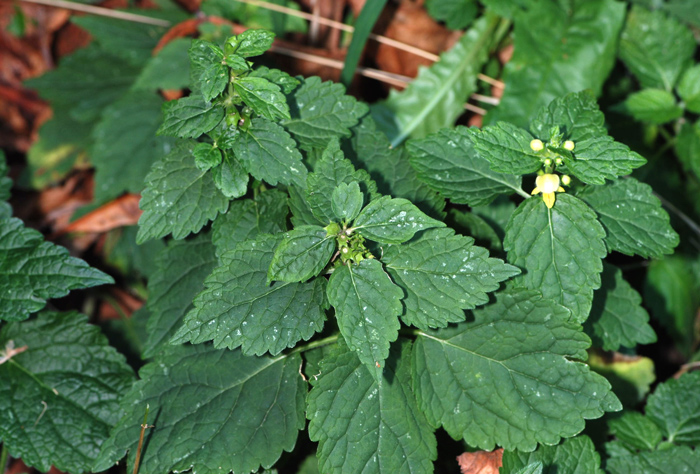 Lamium galeobdolon s.l.