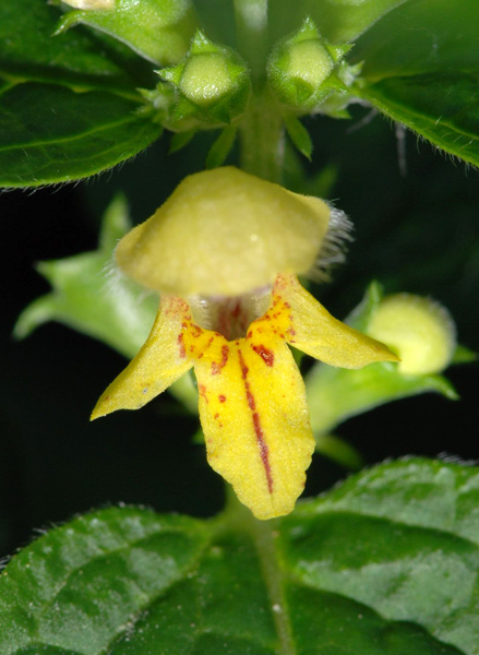 Lamium galeobdolon s.l.