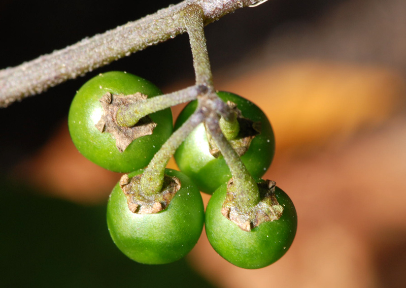 Solanum nigrum o villosum?