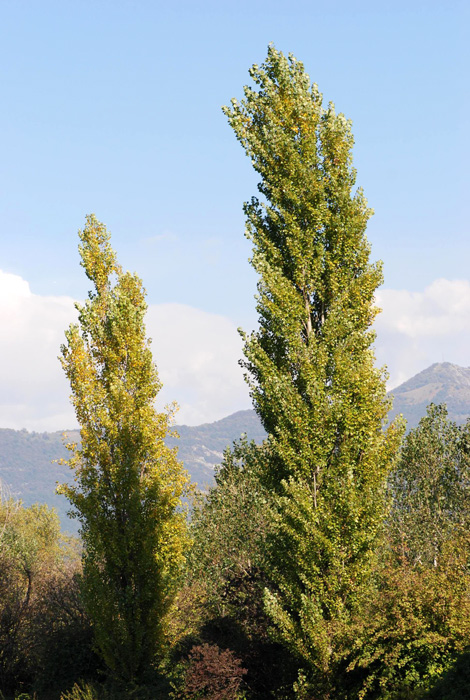 Populus nigra  /  Pioppo cipressino