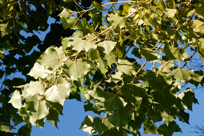 Populus nigra  /  Pioppo cipressino
