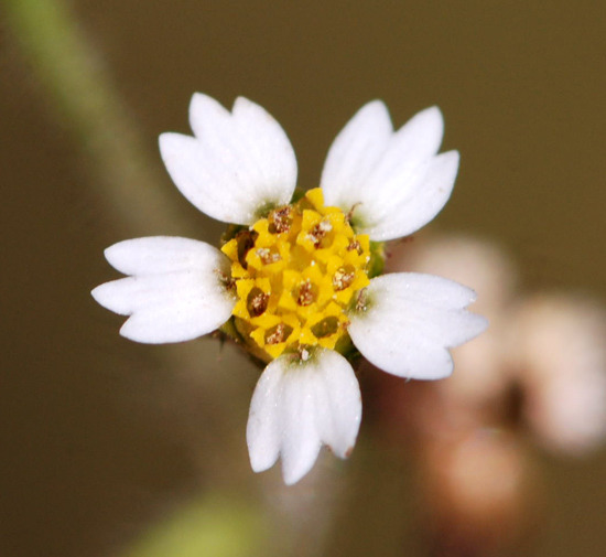 Galinsoga quadriradiata (=Galinsoga ciliata)