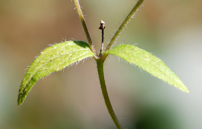 Galinsoga quadriradiata (=Galinsoga ciliata)