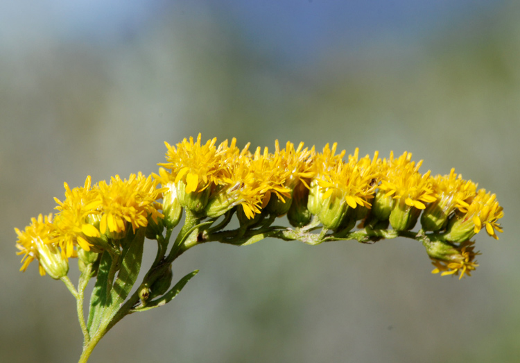 Solidago  gigantea?