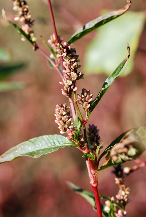 da determinare - Polygonum sp.