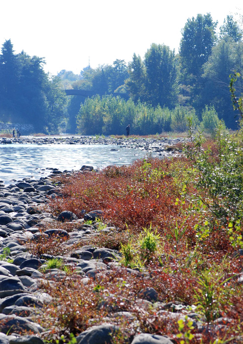 da determinare - Polygonum sp.