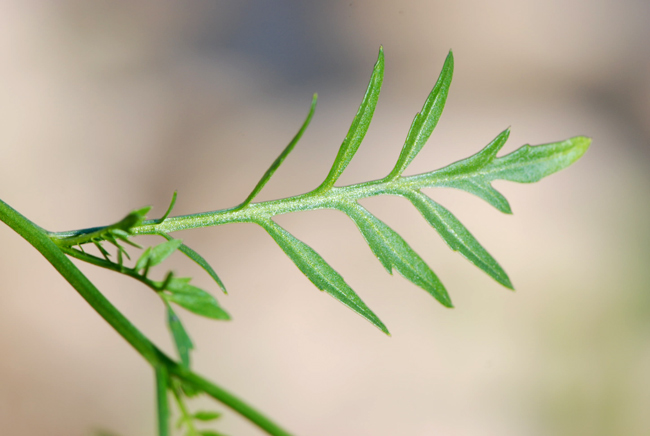 da determinare - Rorippa sp.