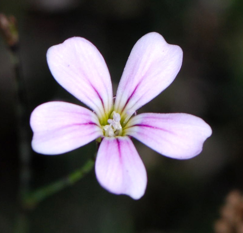Petrorhagia saxifraga