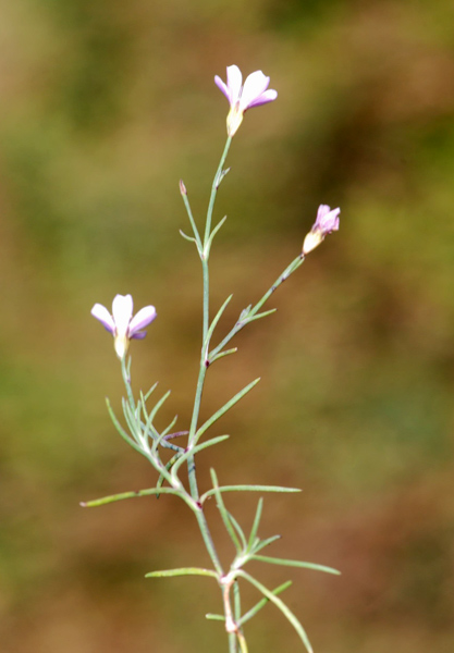 Petrorhagia saxifraga