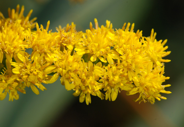 Solidago  gigantea?