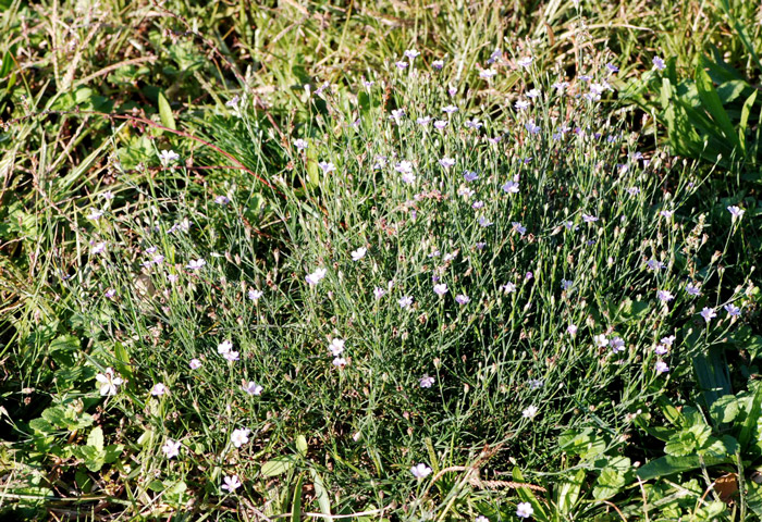 Petrorhagia saxifraga