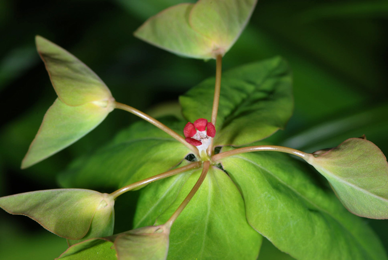 Euphorbia dulcis / Euforbia bitorzoluta