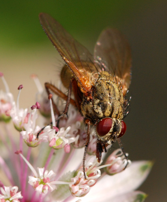 Phaonia sp.