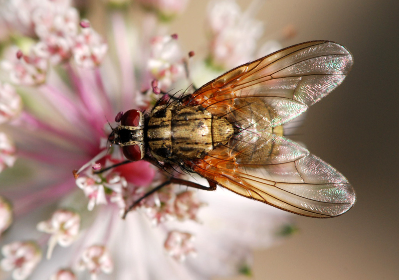 Phaonia sp.