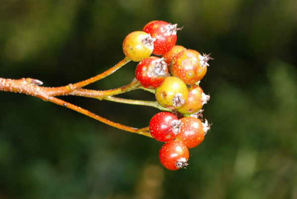 Sorbus aria / Sorbo montano