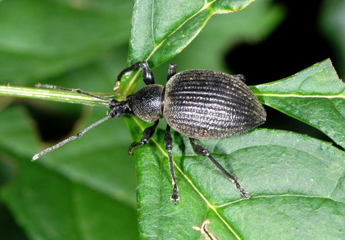 Otiorhynchus pseudonothus (= salicicola)