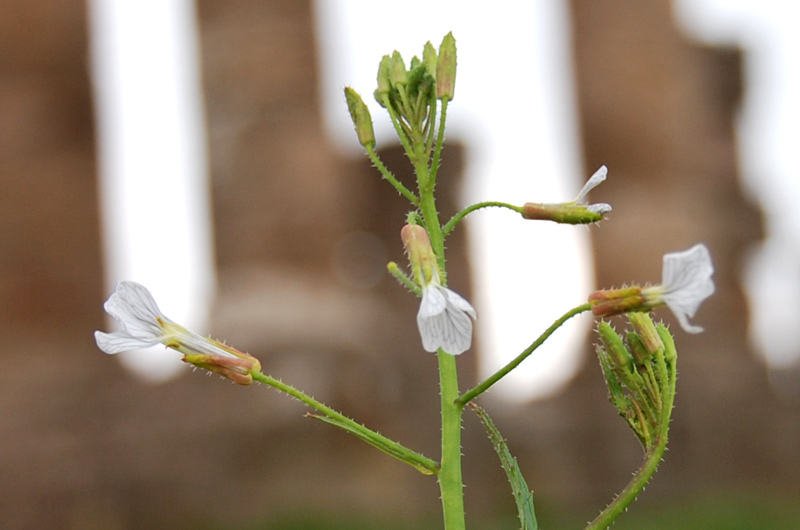 Raphanus raphanistrum