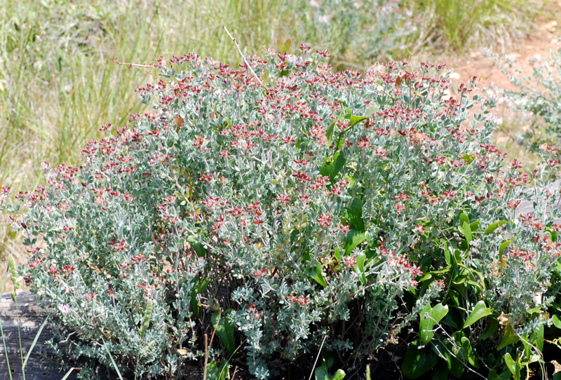 Lotus hirsutus (=Dorycnium hirsutum)