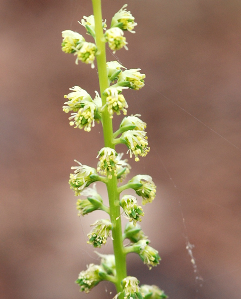 Reseda luteola / Reseda biondella