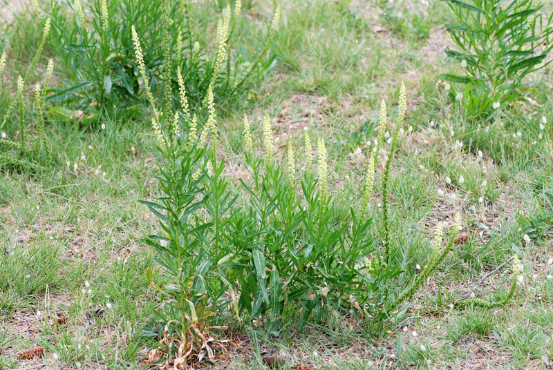 Reseda luteola / Reseda biondella